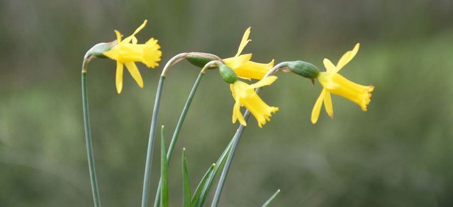 Narcissus x dezanus