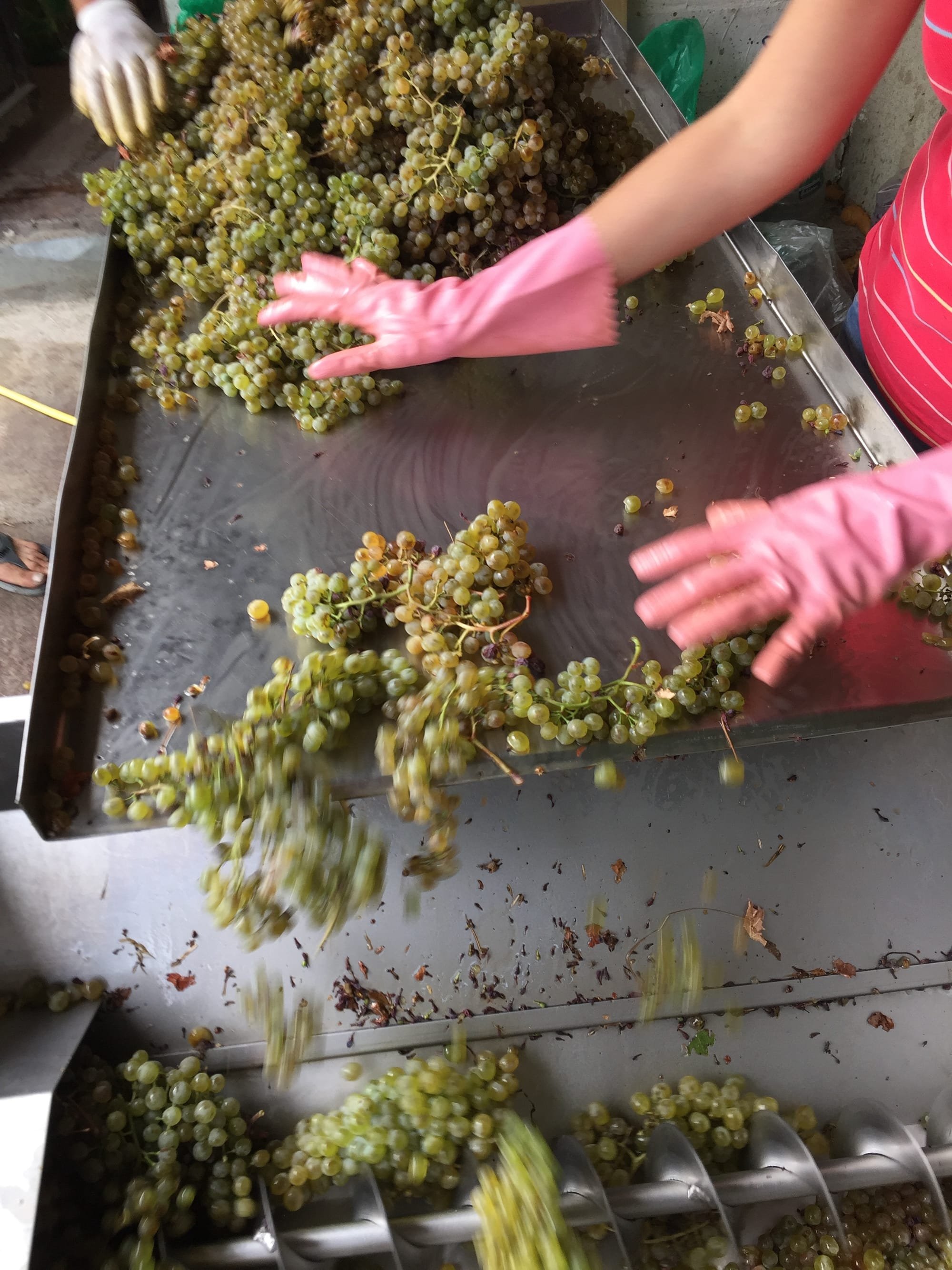 How we select only the best quality grapes and process them