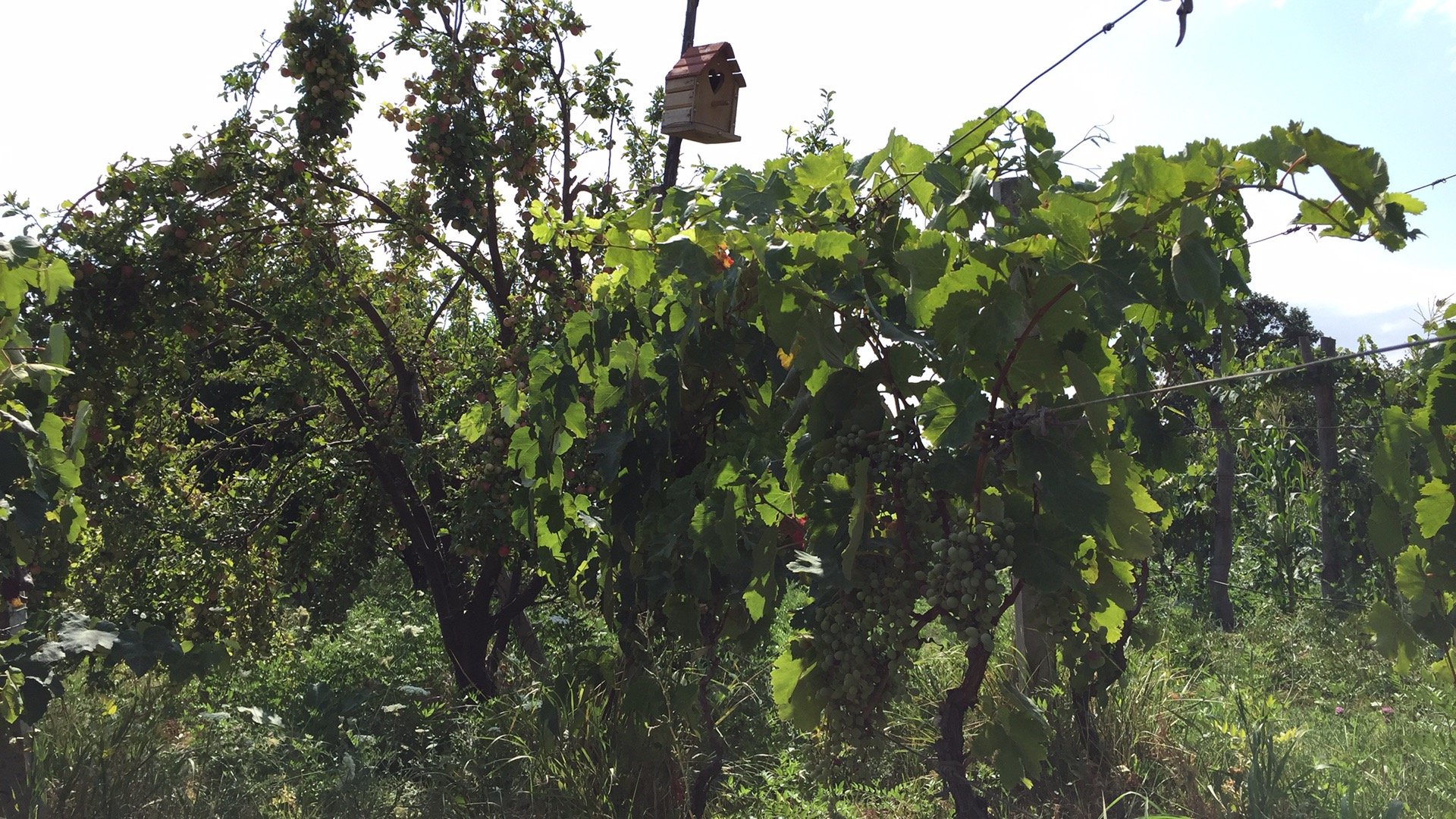 We treat environment and welcome birds and pests in our vineyard