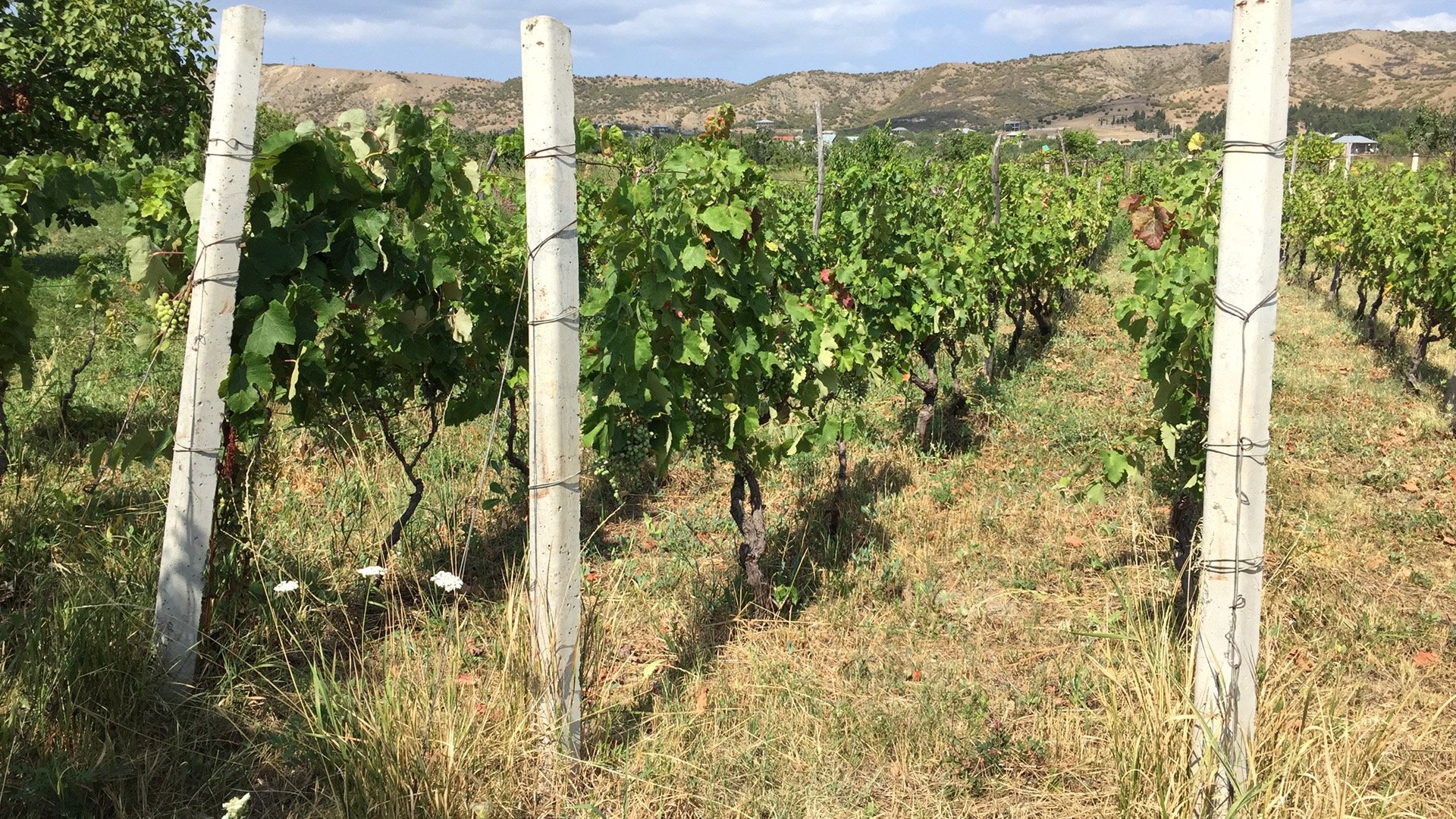 Our Organic vineyard