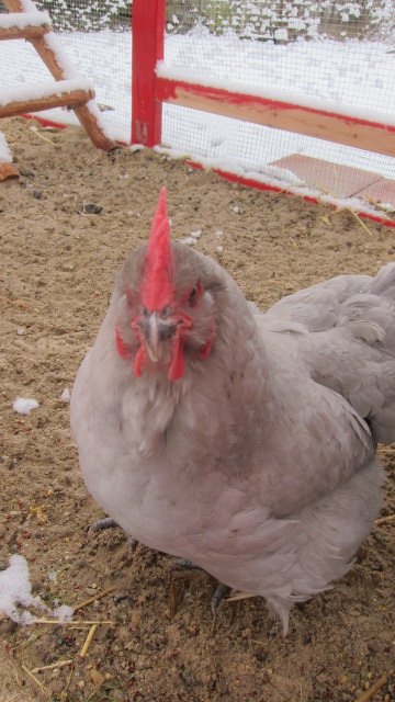 Camden County Chickens