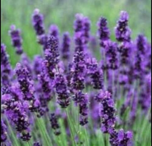 Lavender Plug Plants Hidcote Blue Warners Garden Products