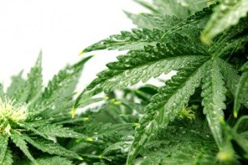 A Quick Guide to Medical Marijuana  image