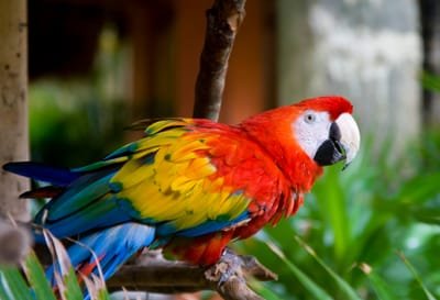 Important Things You Should Consider When Choosing A Parrot As A Pet  image