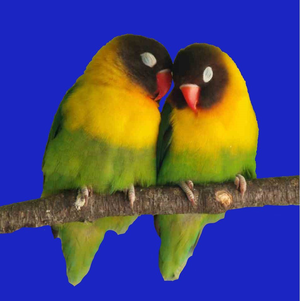 ببغاء الحب أو درة او الفيشراوالراماج اومايسمى طيور الحب  Agapornis fischeri