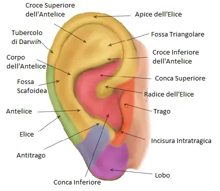 La Neuromodulazione Auricoloterapica Aorecchio