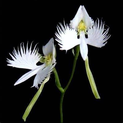 Japanese White Egret Orchid Seeds Pack Of Seeds Nannys Garden