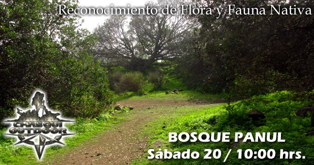 Caminata Reconocimiento de Flora y Fauna - Bosque Panul