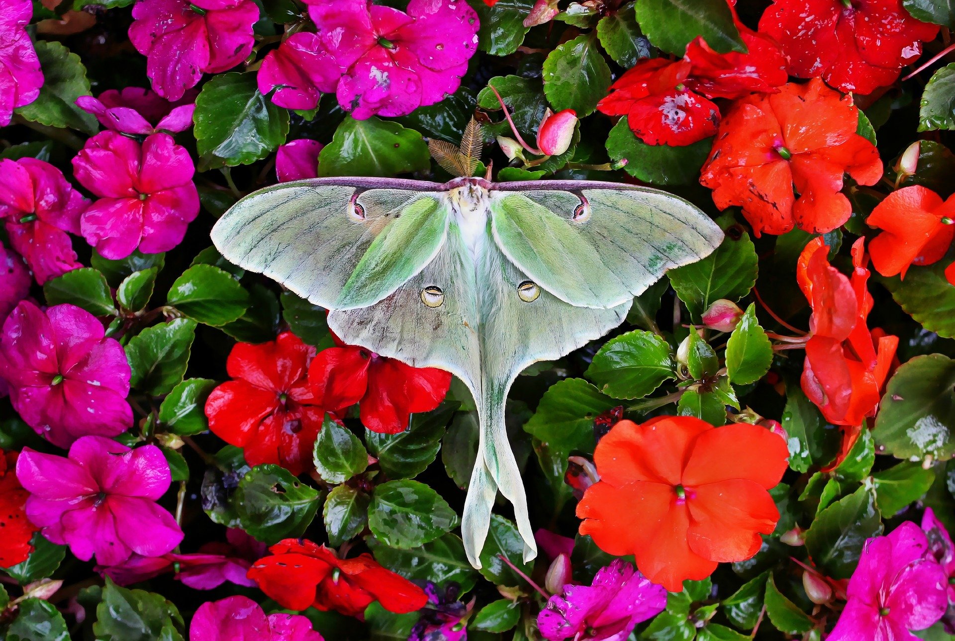 The Luna Moth & The Full Moon, the Spiritual Significance of Signs that Appear in our Lives