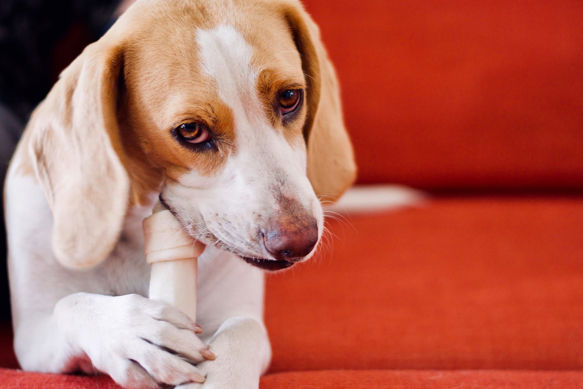 how do you punish a dog for chewing carpet