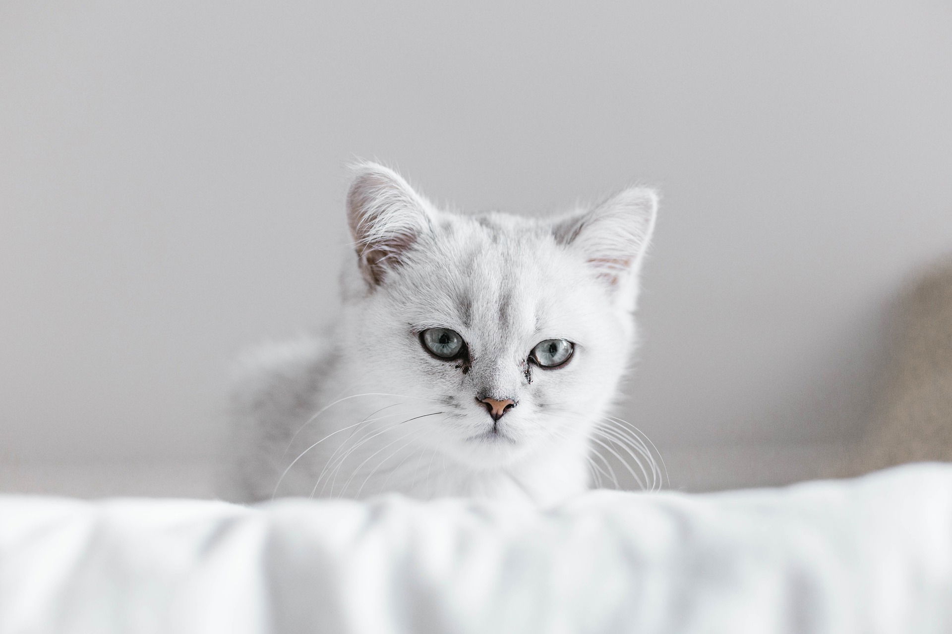 5 Signs That Your Cat is Suffering from Boredom