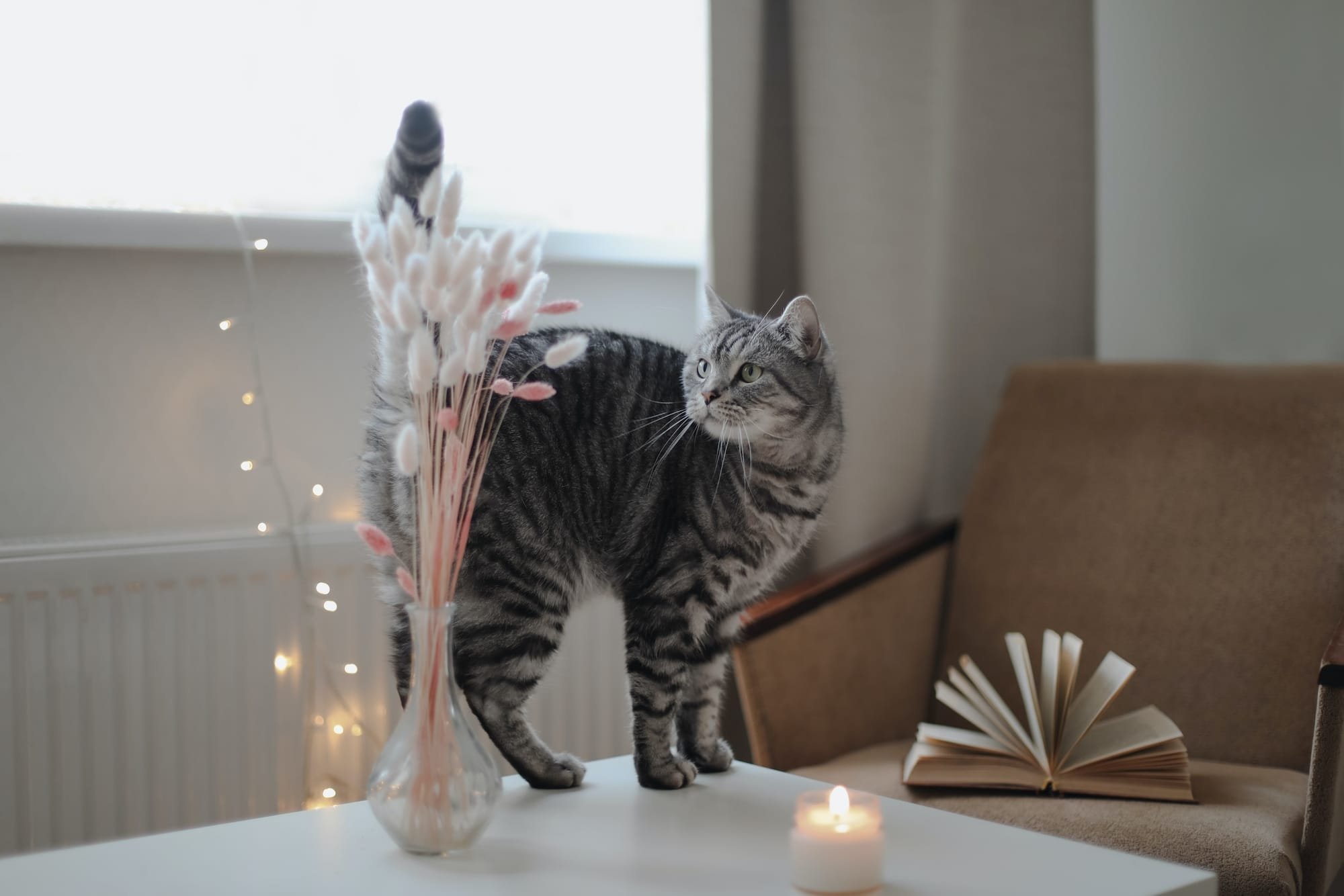 The Best Cat Breeds for Apartment Living