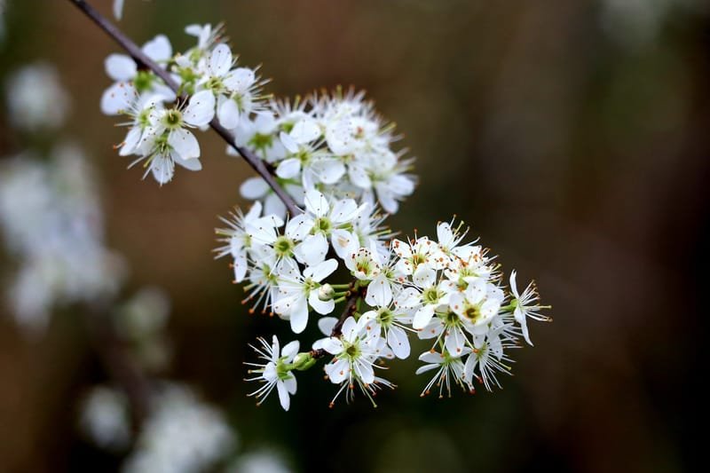 Flower Journey of May: Meet Hawthorn