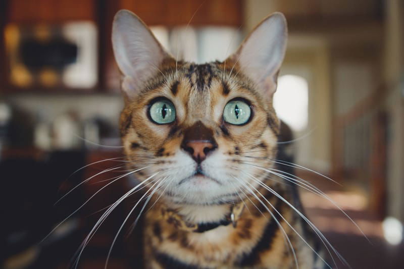 Brown Bengal Cat