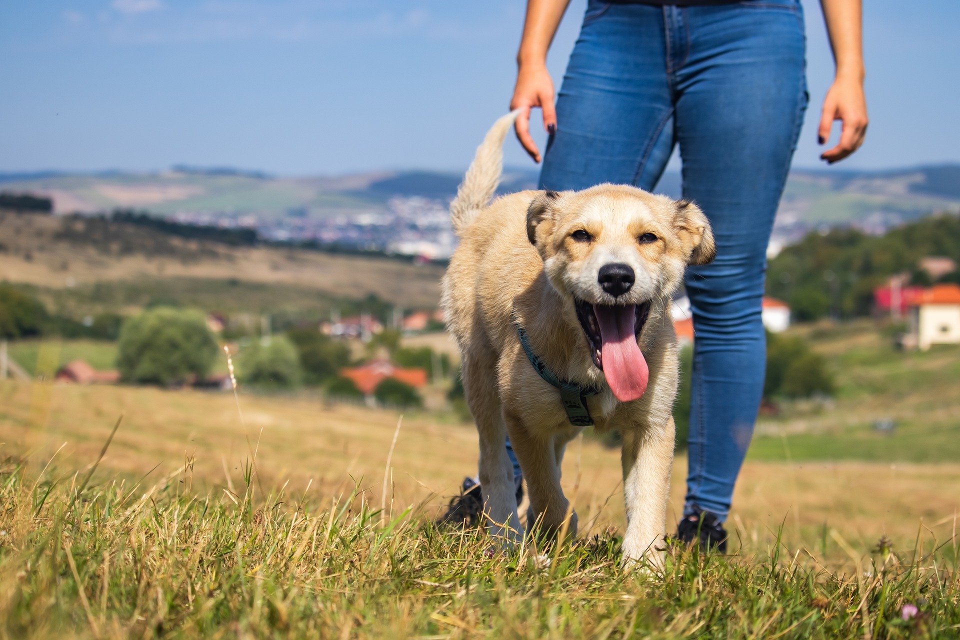 🌳Exploring Nature with Your Dog: Tips for the Perfect Nature Walk