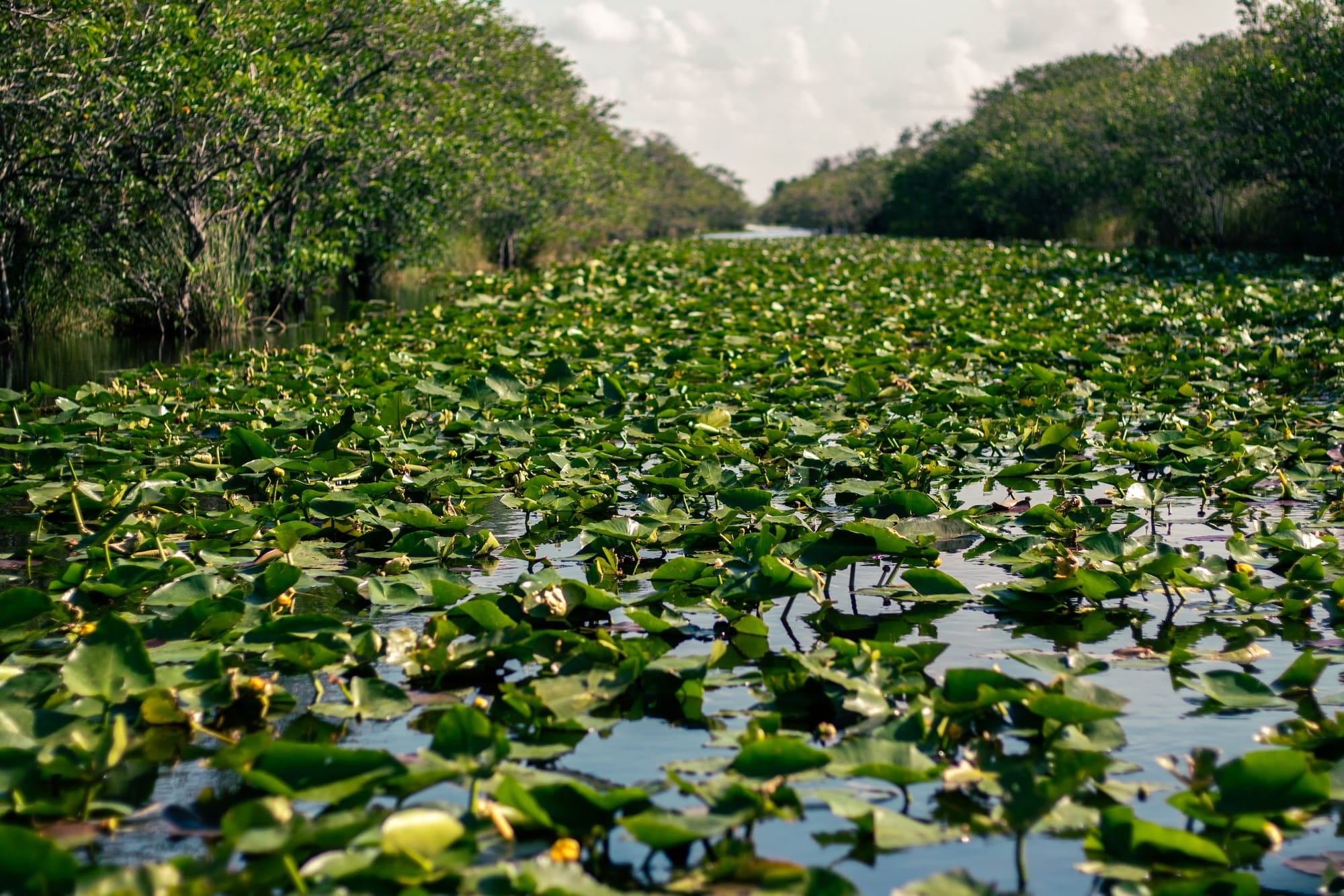 National Park Adventure: The Everglades