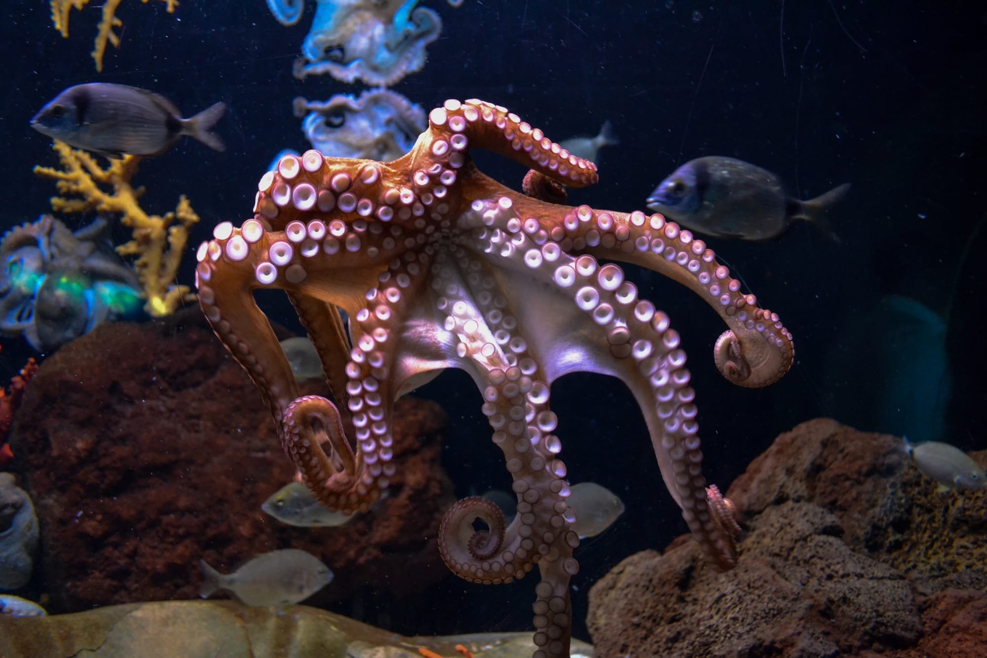 An eight-armed octopus has (only) one brain