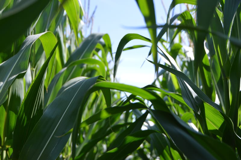 AGRIC