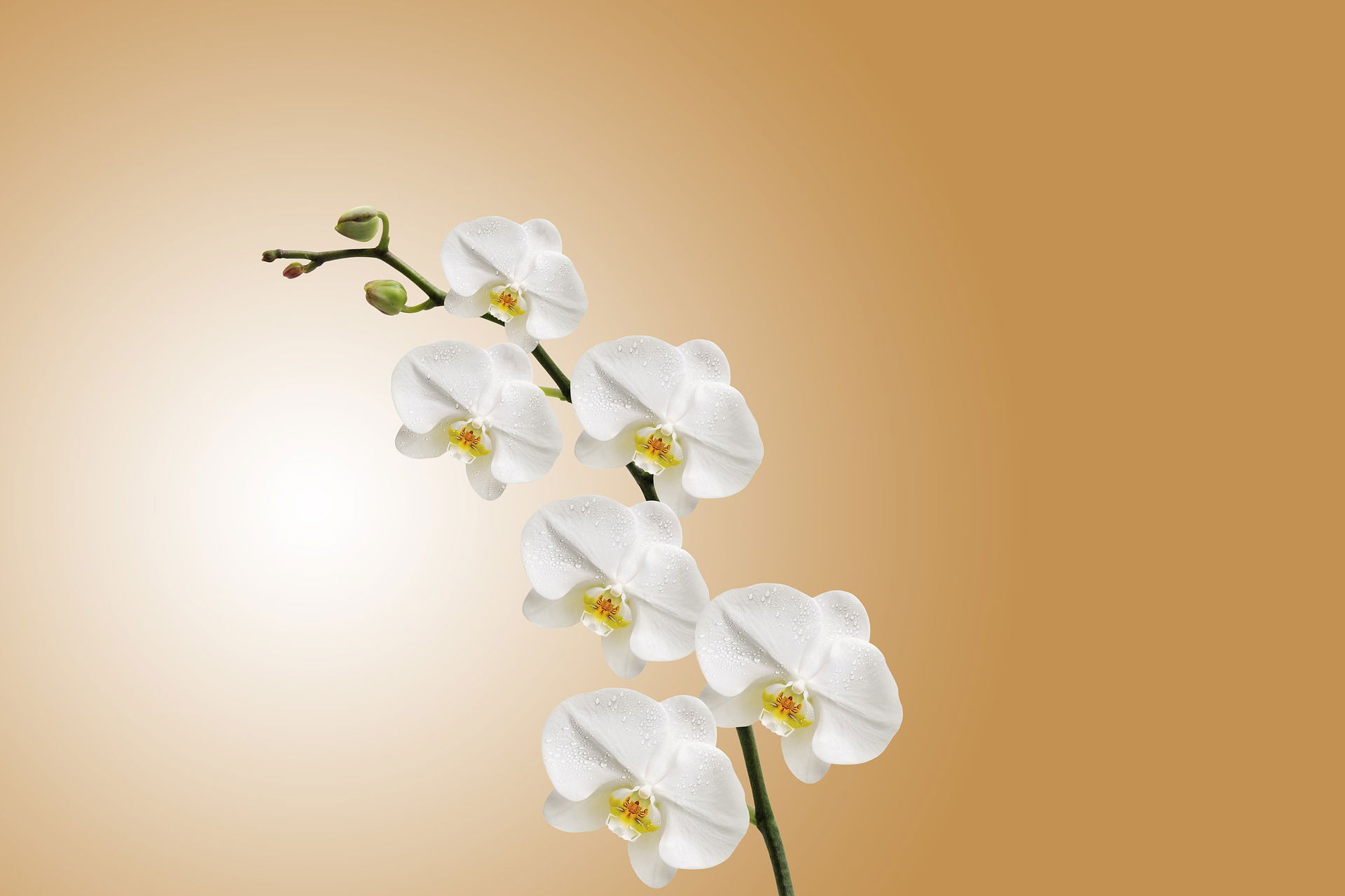 Teaching Ikebana in Australia