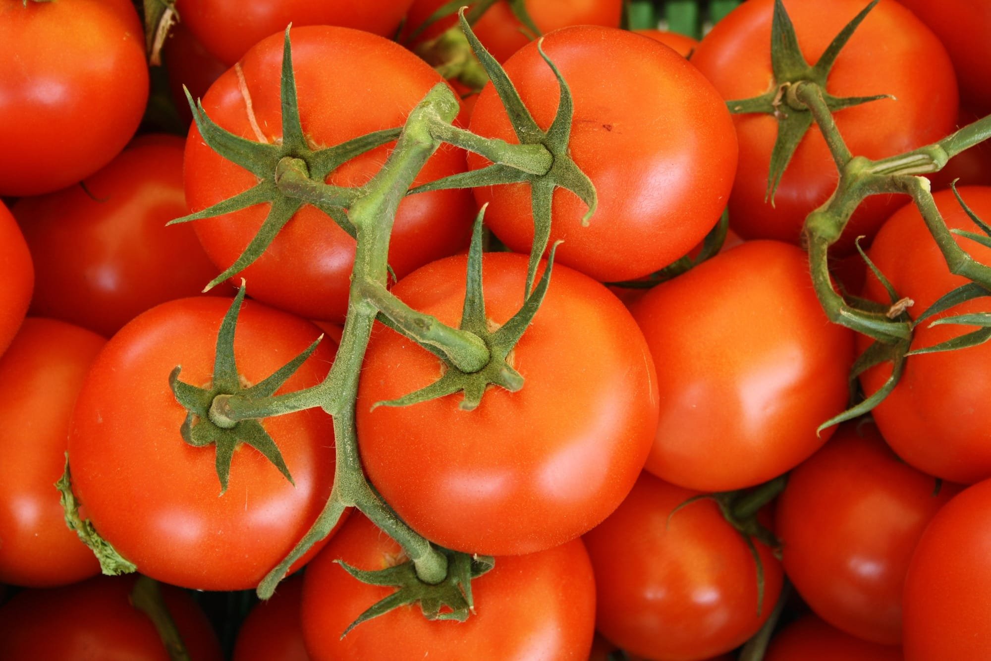 روسيا تحظر استيراد طماطم من المغرب
