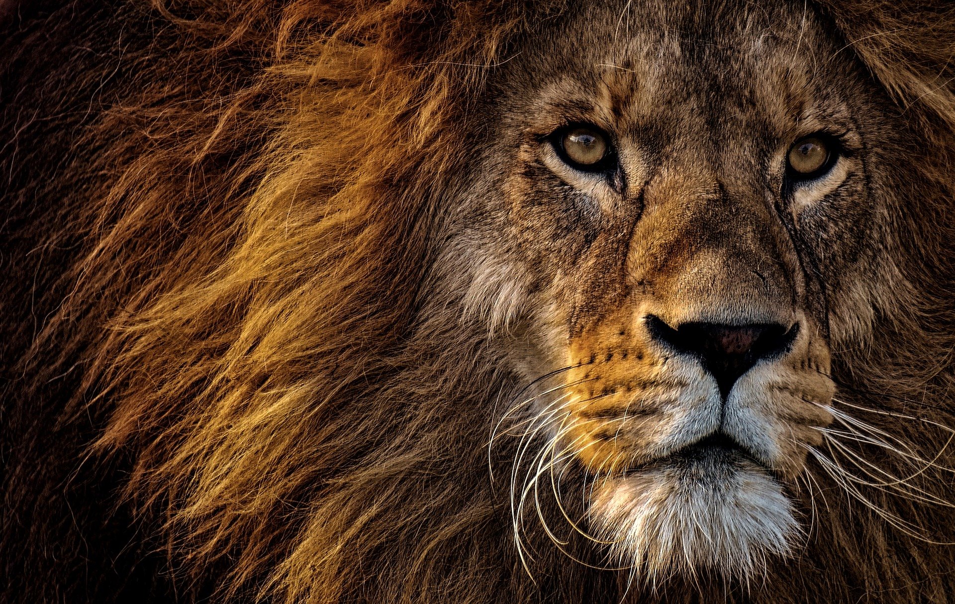 בר פלח ז"ל ובריו יבדל לחיים ארוכים - השראה משני אריות. שבוע 294.