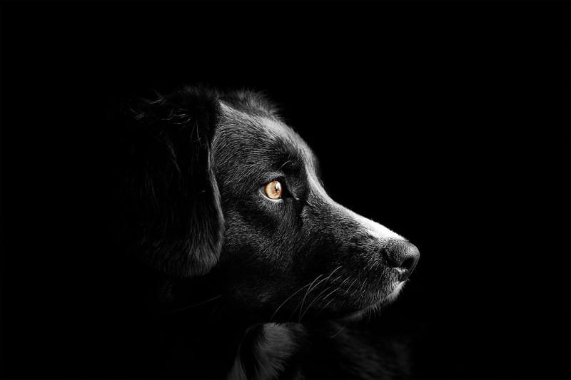 A la sombra de un perro image