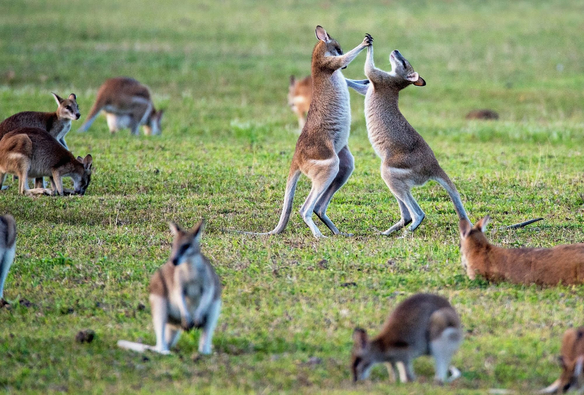 SCAMWATCH FROM DOWN UNDER