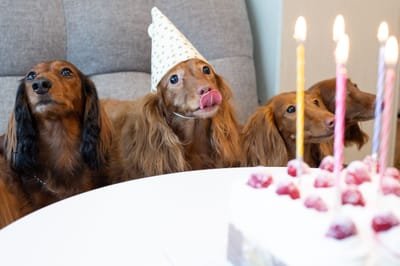 Birthday Parties image
