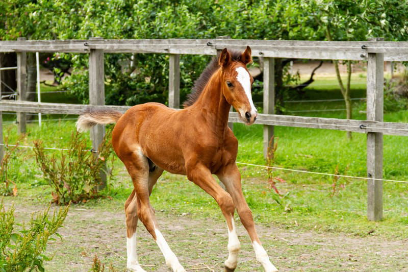 Reproduction/Néonatalogie