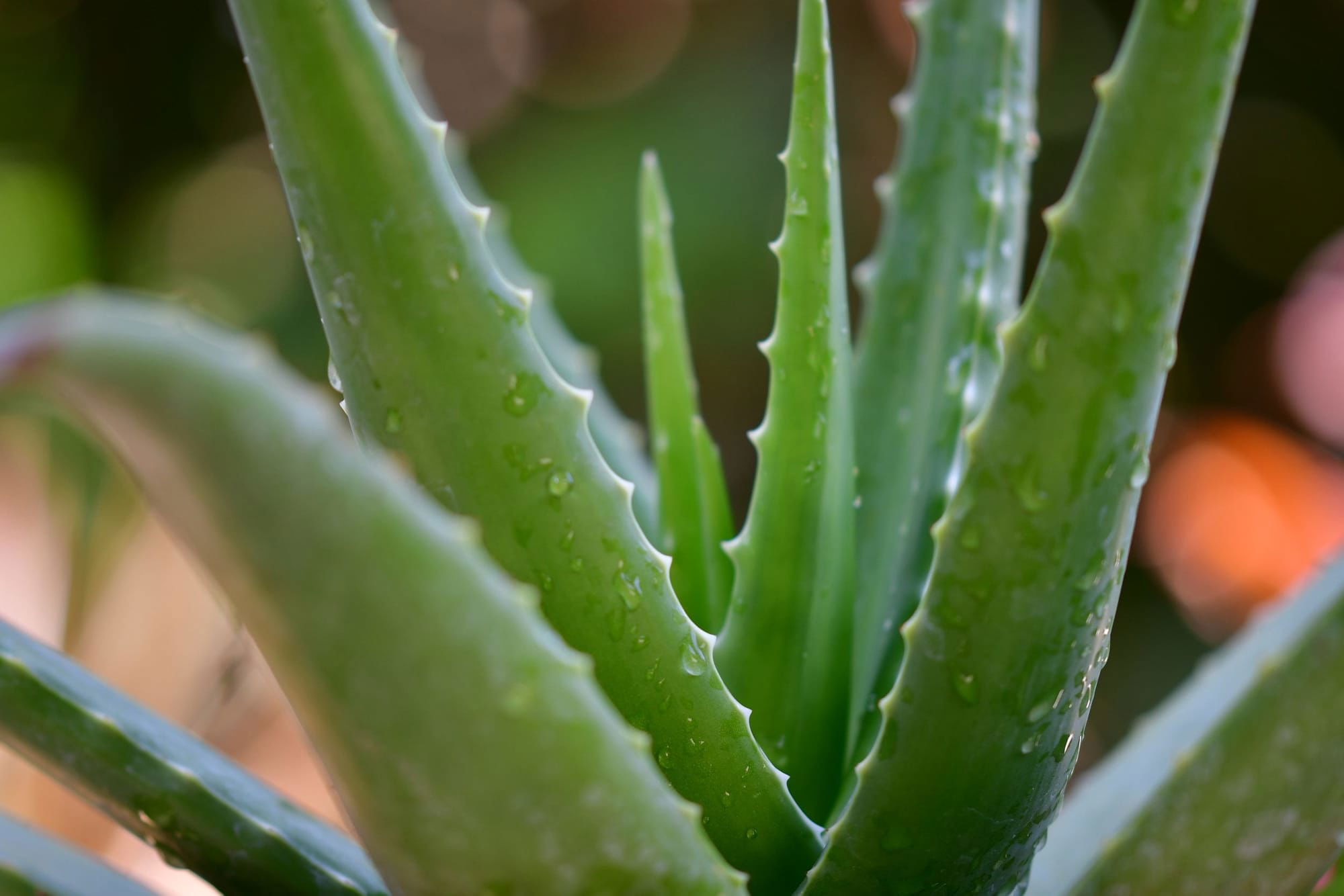 My secret recipe for making cooling and healing aloe vera patches