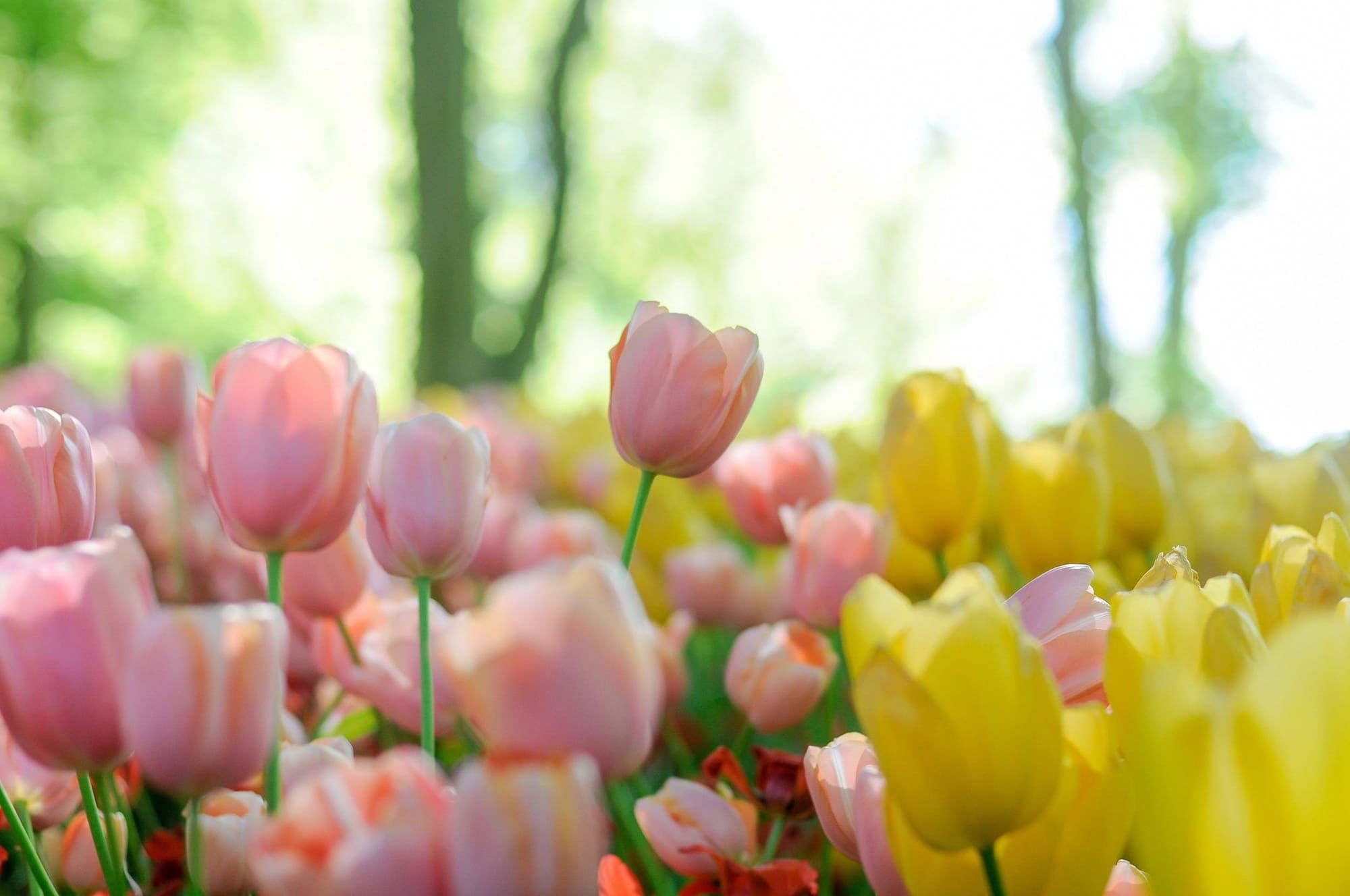 Tulip Mania And The Multimillion-Dollar Industry Behind The World's New  Most Popular Flower