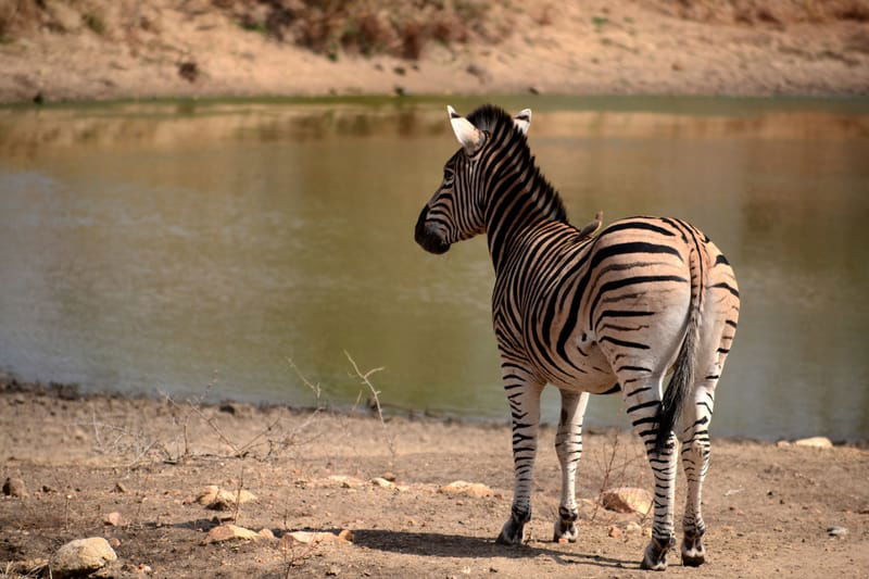 Nambiti Private Game Reserve