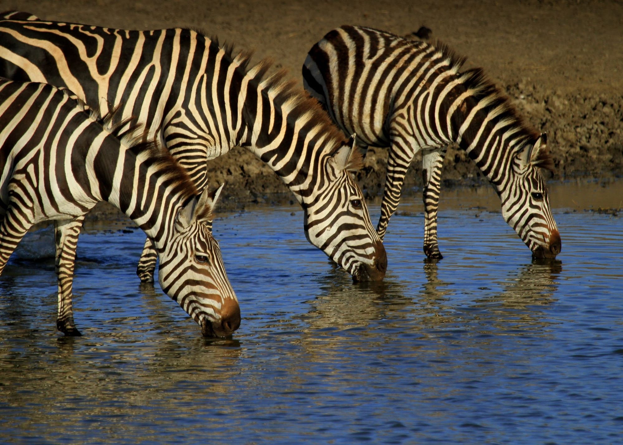 SERENGETI NATIONAL PARK