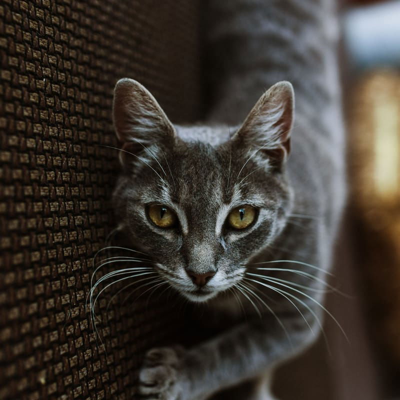 Charcoal Bengal Cat