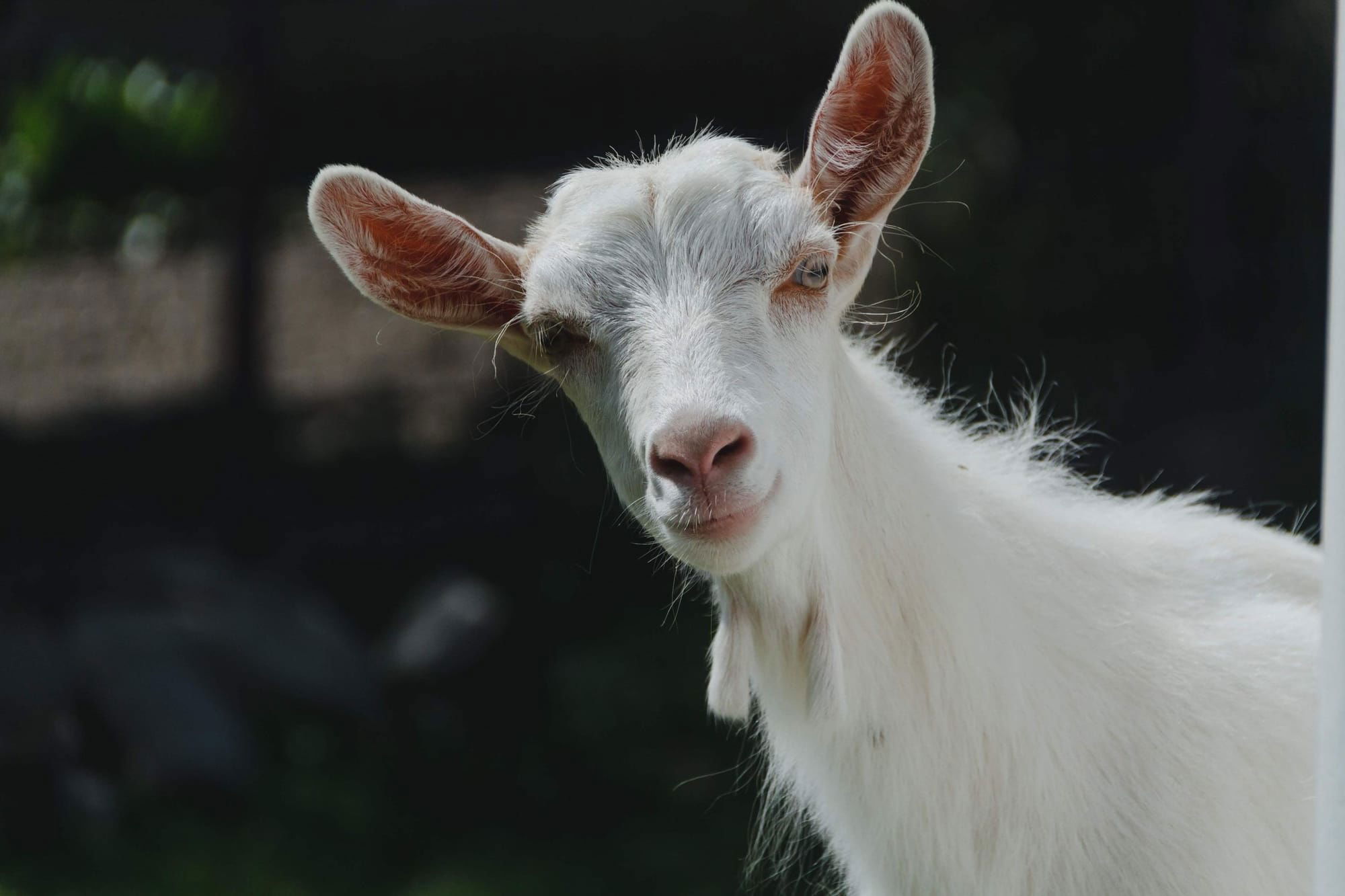 Beginner’s Guide to Raising Goats for Milk Production