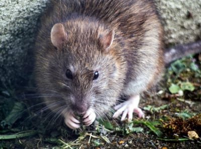 rodents control Singapore image