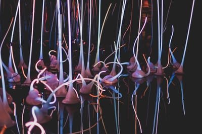 About DALE CHiHULY image