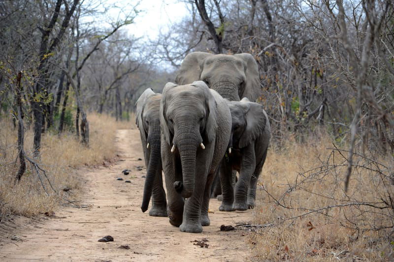 The Kruger National Park