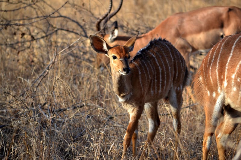 Fauna - Outeniqua Game Farm