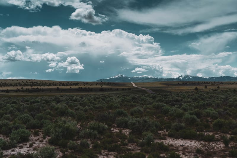 Sagebrush Temperate Grassland Biome