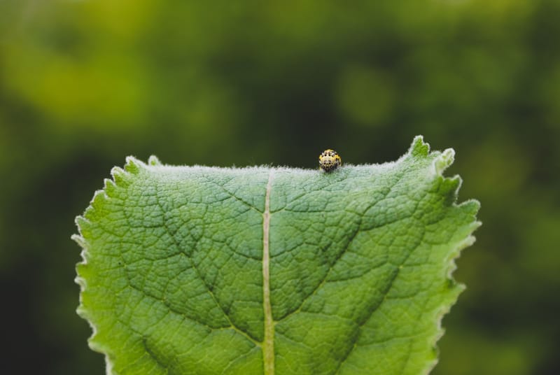 Commercial Tick & Mosquito Prevention