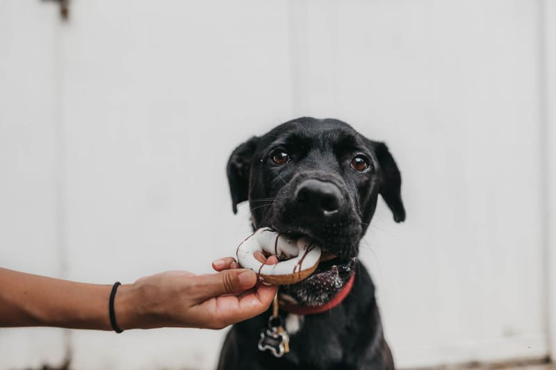 NATIONAL BISCUIT DAY: