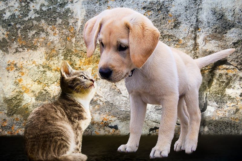 Puppy and Kitten Home Visits