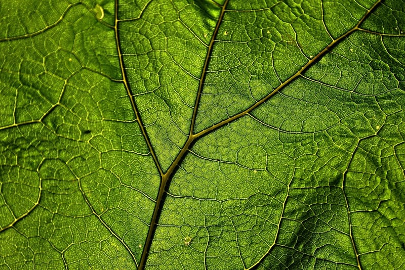 Reproducción Reinos De La Naturaleza