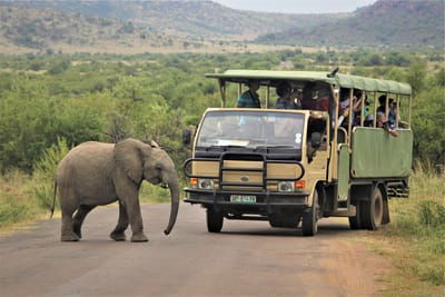 About AFRICAN SAFARIS image