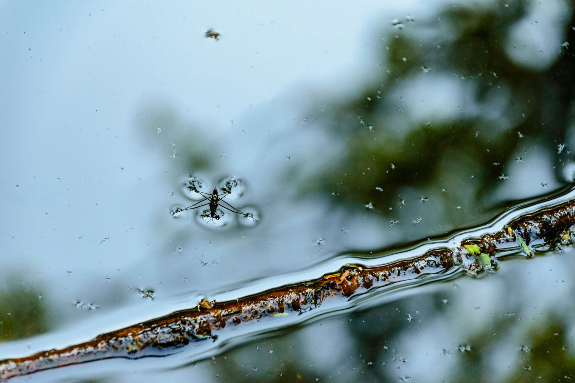 How do some insects walk on water?