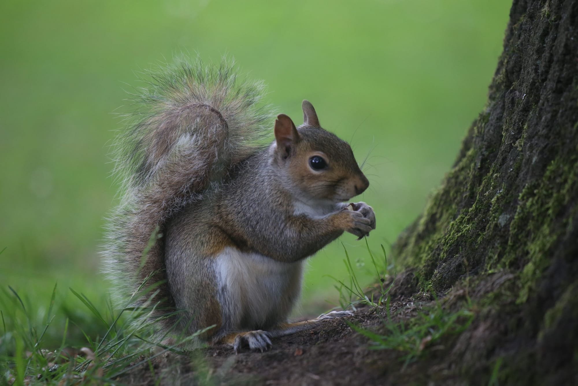 Collecting Nuts