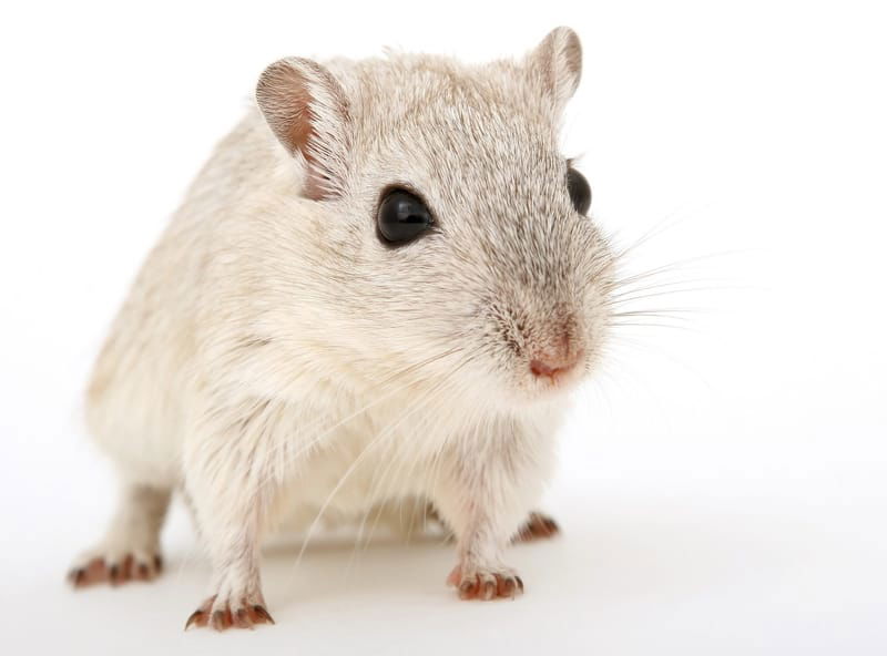 Sex Bias in Neuroscience: Female Mice Need More Representation in Behavioral Research