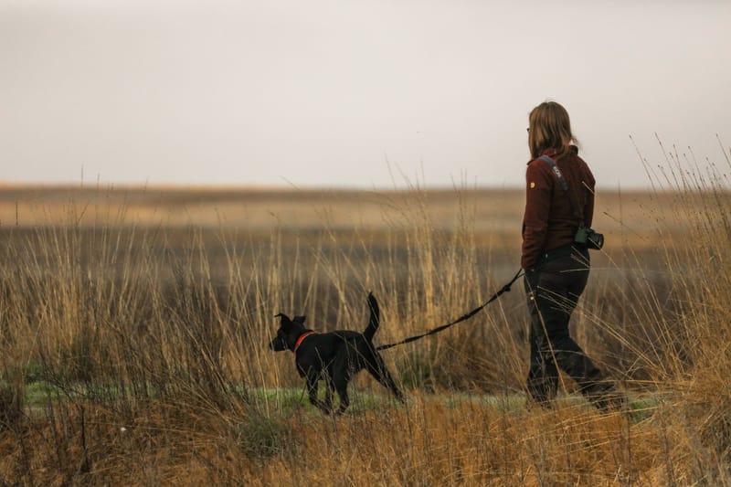 DOG WALKING