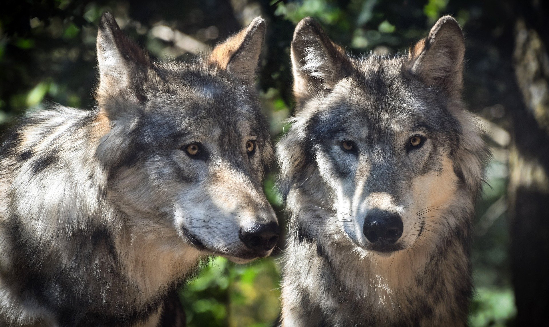 Feeding Both Wolves